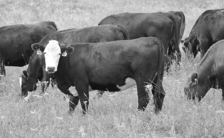 The best method of pregnancy checking in cattle will depend on the desired timing of detection after breeding, the labor required, the availability of trained professionals, and what information is needed for the management system. (NDSU photo)