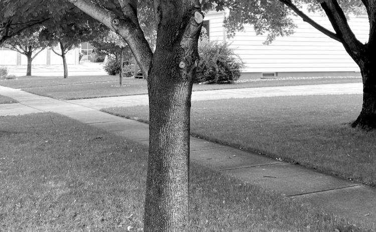 The bottom branch was easily reached from the ground but the upper two branches aren’t accessible. A pole saw would be perfect for this situation. (NDSU photo)