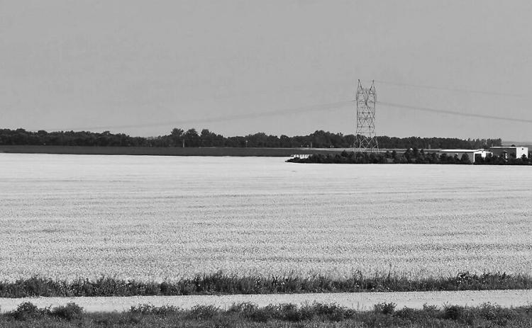 A North Dakota canola field in bloom in July 2024. (Jeff Beach/North Dakota Monitor)