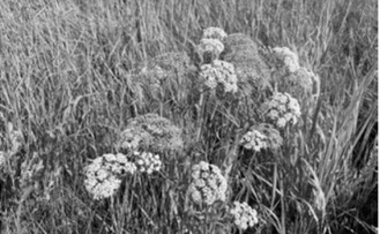 NDSU Extension specialists encourage producers to scout wet areas for spotted water hemlock before cutting hay. NDSU photo