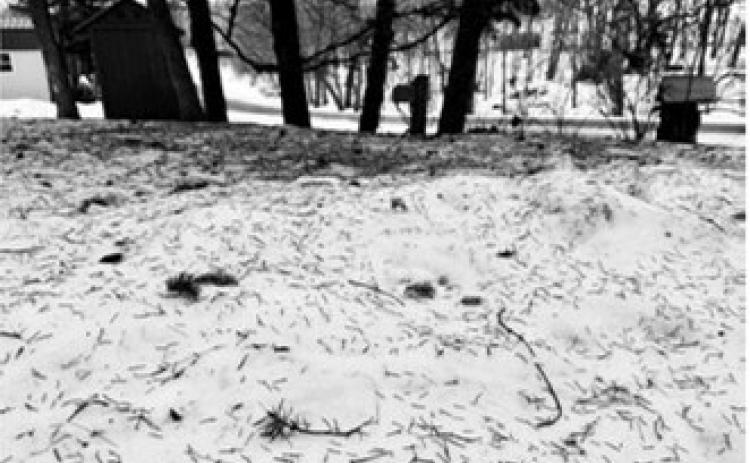 Evergreen trees can be seen as symbols of renewal and rebirth. (NDSU photo)