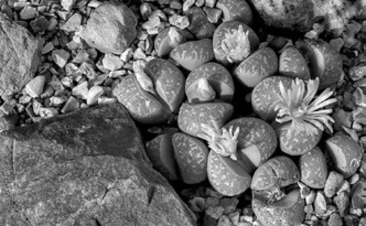 Lithops are a unique-looking, low-maintenance succulent perfect for the gardener looking for something new. (Pixabay photo)