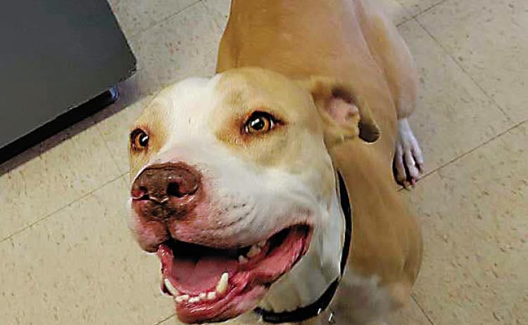 Adoptable Pet of the Week