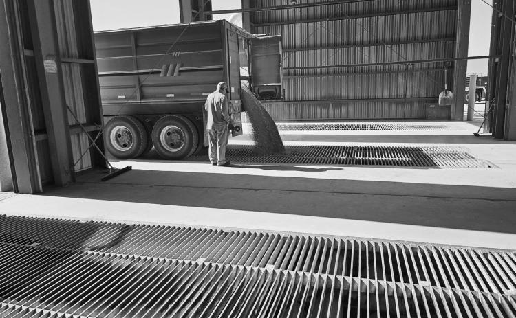 A driver unloads a truck load of spring wheat into one of the grain pits at the Nekoma facility. Each dump pit is rated to hold 20,000 bushels per hour, allowing trucks to get in and drop off their commodities in a very timely manner. Photo by Nick Vorlage.