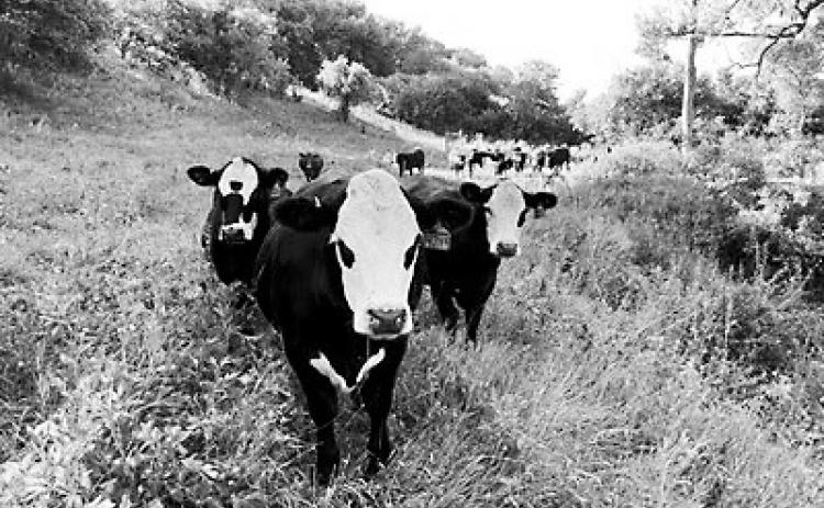 Severe grazing reduces the growth of cool-season grasses and forage production. (NDSU photo)