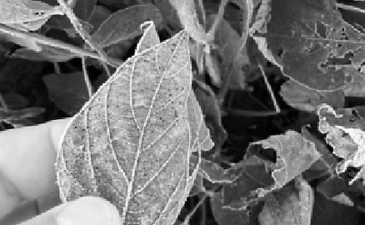 Farmers can estimate possible yield reductions due to frost based on soybean maturity stage. (NDSU photo)
