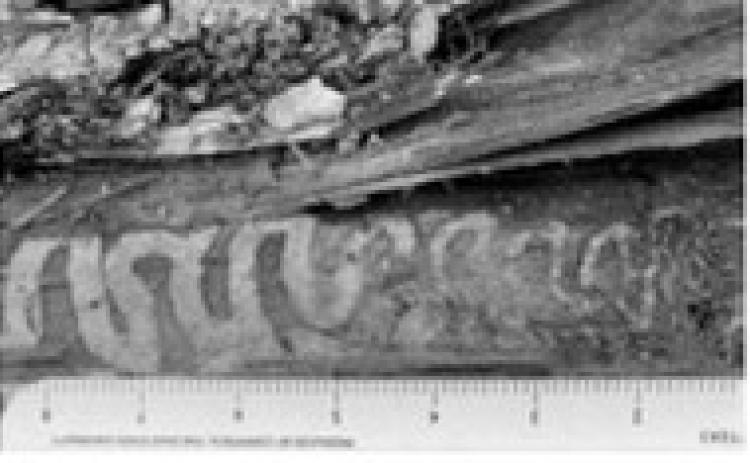 Emerald ash borer larvae chew a serpentine gallery beneath the bark. NDSU photo