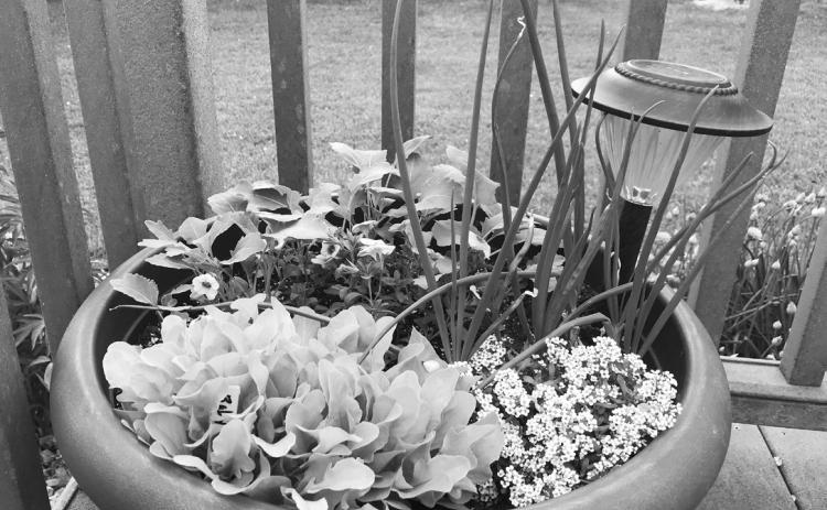 Dakota Gardener: Container gardening