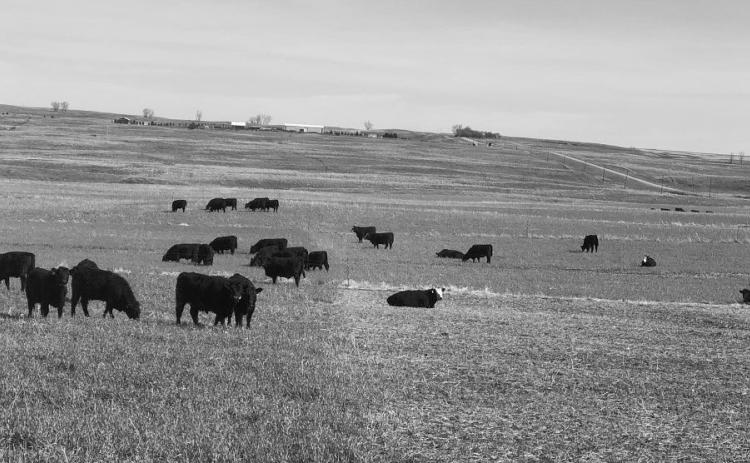 Cover crops, including winter cereals, provide valuable soil health benefits while creating excellent feed for livestock. (NDSU photo)