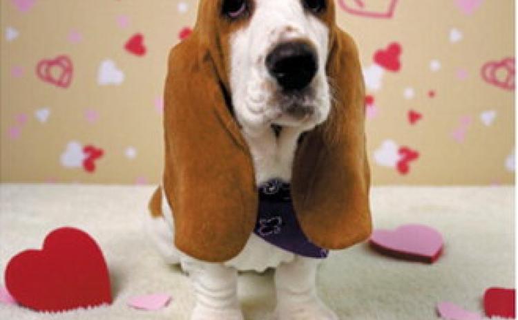 Fur-ever yours: Adorable pups get glam for Valentine’s Day