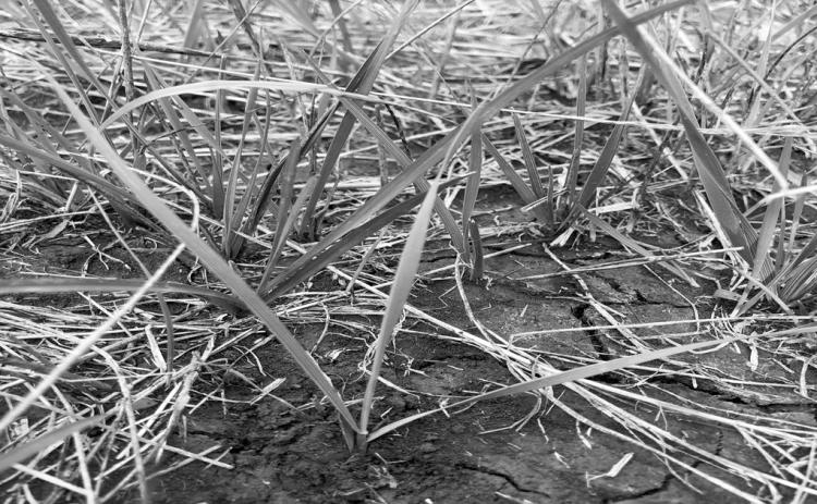 The growing point of this new western wheatgrass tiller is located between the first two leaves and is elevated as the plant grows. (NDSU photo)