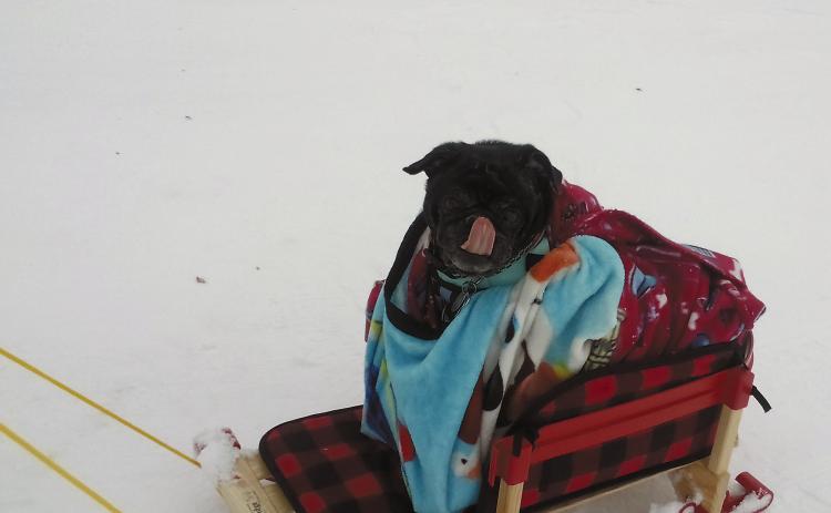 Jon Grams submitted this photo of his dog, Winston Churchill, who was spotted sledding on Christmas Day in Langdon. Winston is Jon’s wife, Jeanette’s companion dog who loves his sledding time! Thanks for the photo Jon!