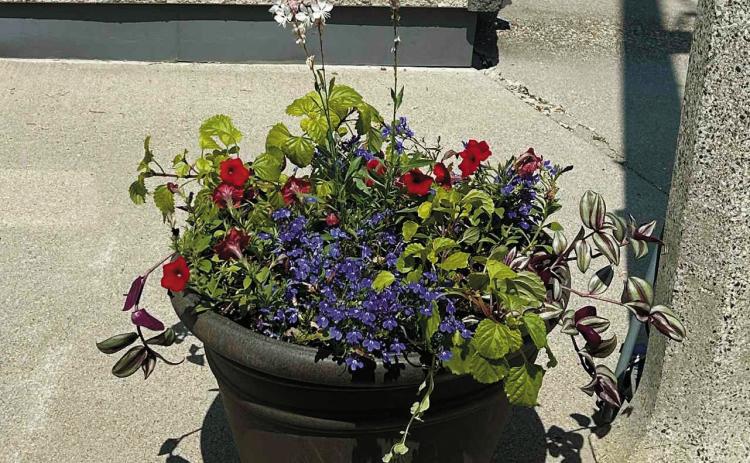 Here’s one of the many planters now lining Main Street in Walhalla. Photo by Rebecca Davis.