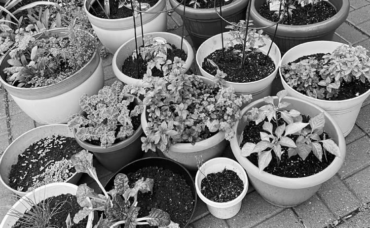 Delicious container gardens