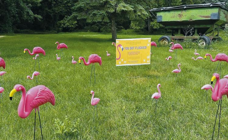 One of the yards that has already been “flocked” as a part of a pool fundraiser in Cavalier.