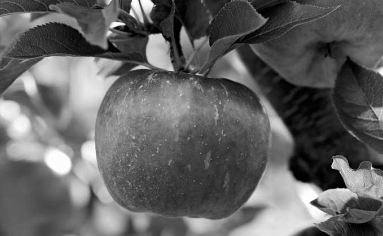 DNA testing is available to identify apple trees (Pixabay photo).