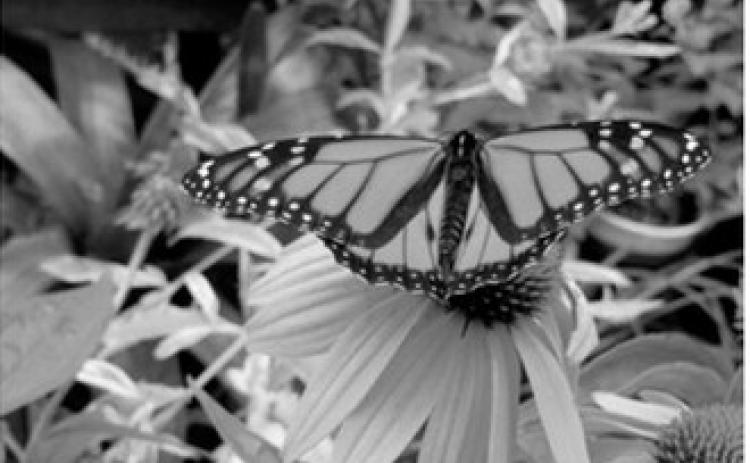 NDSU Extension Master Gardeners teach and promote pollinator conservation. (NDSU photo)