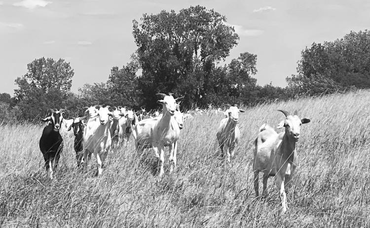 Farmers, 4-H’ers, agriculture business professionals and those interested in goats or sheep are invited to attend the webinar. (NDSU photo)