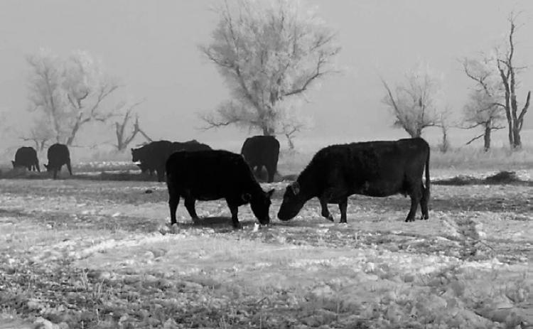 The Morning Run: A Ma and Pa Ingalls Christmas