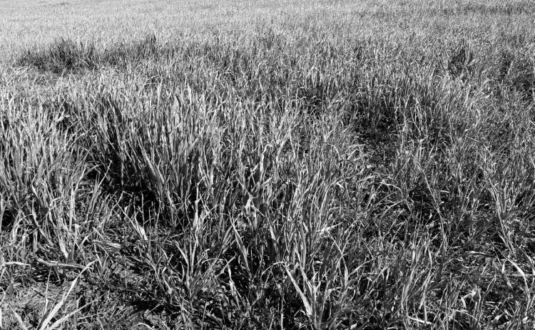 Frost-damaged sorghums may contain prussic acid, which can cause health risks for livestock. (NDSU photo