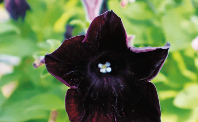 The rebranded Berries and Blooms will eventually feature products made from Carol Castleberry’s family aronia berry farm. Photo by Rebecca Davis.