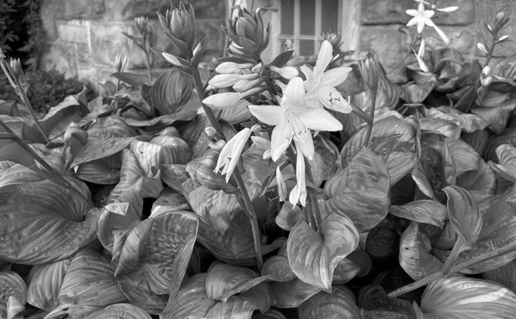 Dakota Gardener: Brighten the shade with a hosta