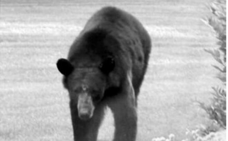 Black bear makes surprise visit to Osnabrock