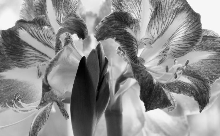 Amaryllis are a popular holiday plant because they bloom indoors during the winter, adding color and festive cheer to the home. (Pixabay photo)