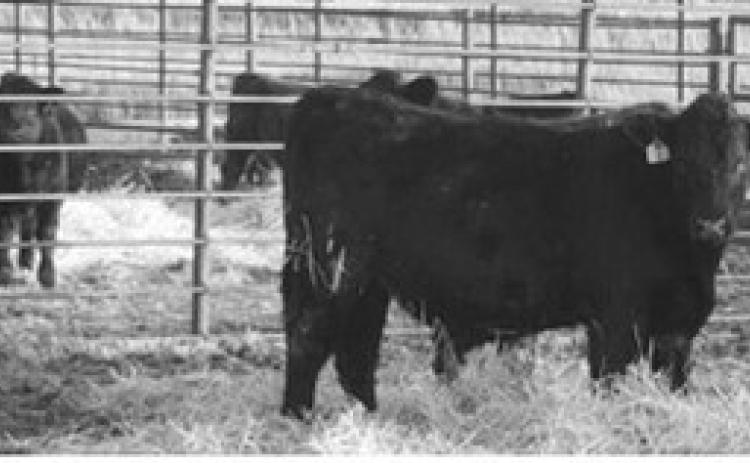 The NDSU Feedlot School will include a commercial feedlot tour and a tour of the Carrington Research Extension Center’s livestock facilities. (NDSU photo)
