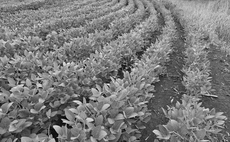 Soybeans grow in a field near Casselton, North Dakota on Aug. 7, 2024. (Jeff Beach/North Dakota Monitor)
