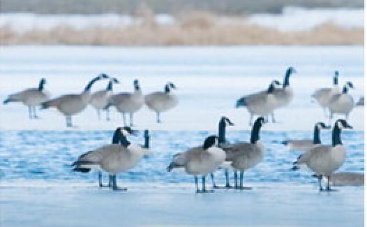 During the 2026 survey, an estimated 109,112 Canada geese were observed on the Missouri River and Lake Sakakawea, another 16,894 on Nelson Lake in Oliver County, and an additional 8,500-plus geese in other parts of the state. Ryckman said Game and Fish staff and partners with the U.S. Fish and Wildlife Service recorded the additional 9,500 mallards across the state.