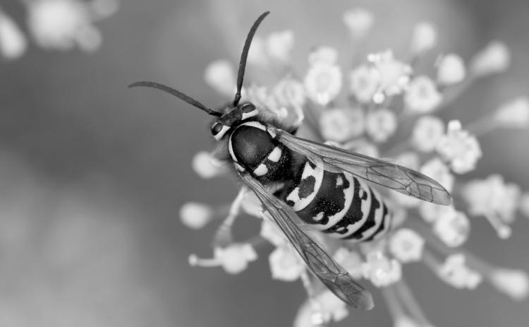 Yellowjackets have smooth bodies with few hairs compared to bees. (Photo by Whitney Cranshaw, Colorado State University, Bugwood.org)