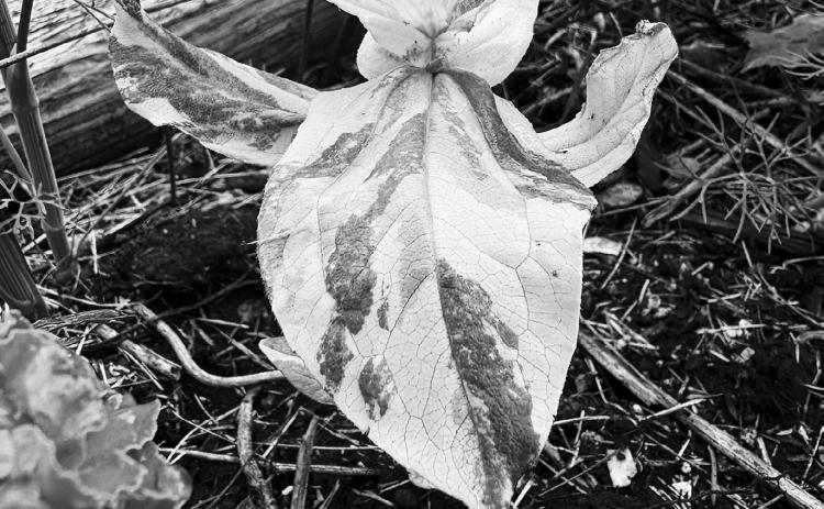 Variegated plants add texture and color to our gardens and create focal points. (NDSU photo)