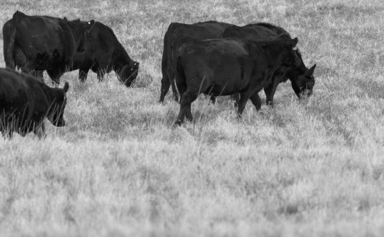 Cattle are selective grazers and tend to choose the same plants repeatedly if allowed. (NDSU photo)