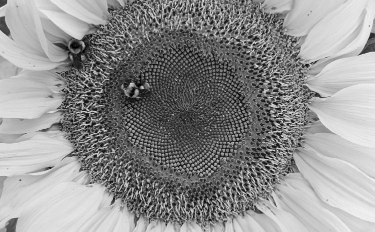 The Mammoth Grey Striped sunflower is an heirloom variety that produces very large flowers (up to 14 inches) on one stalk. (NDSU photo)
