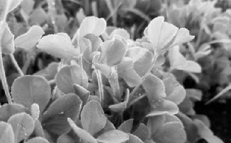 There are lots of considerations for grazing cover crops. (NDSU photo)