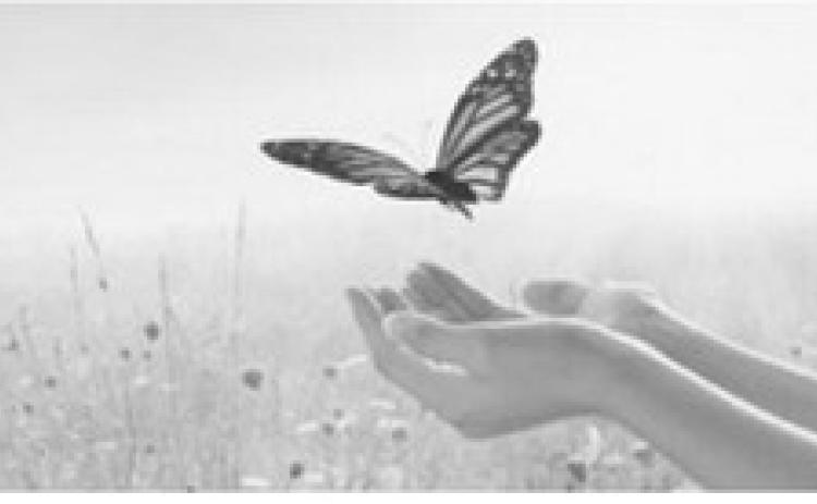Monarch butterflies may travel up to 3,000 miles during their annual fall migration to central Mexico.