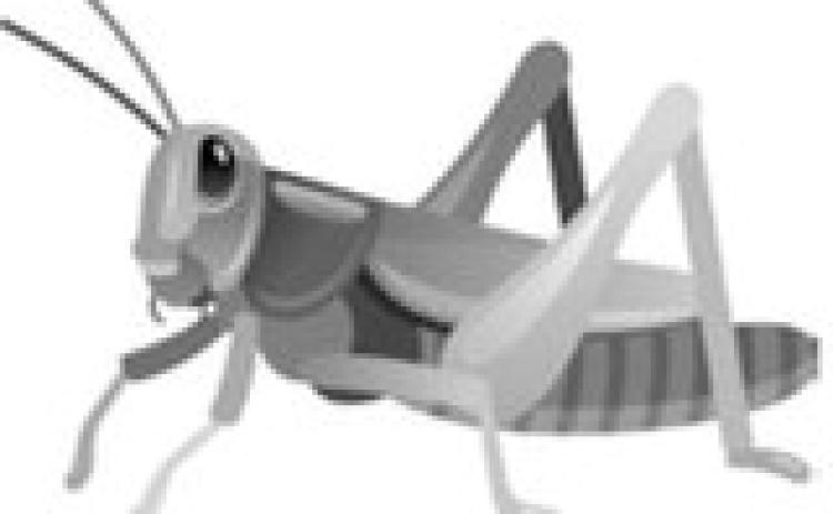 Hot, dry weather brings grasshopper concerns