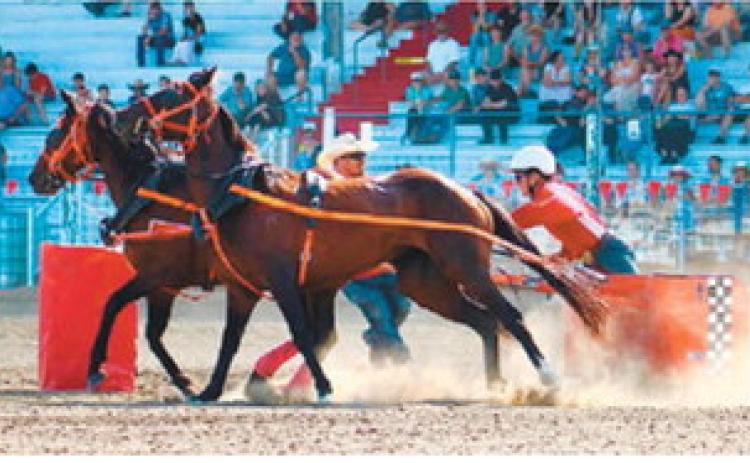 Johnny Robinson competes in the chariot races at the Manitoba Stampede, where he finished second for the weekend. Photo by Stephanie Lukin